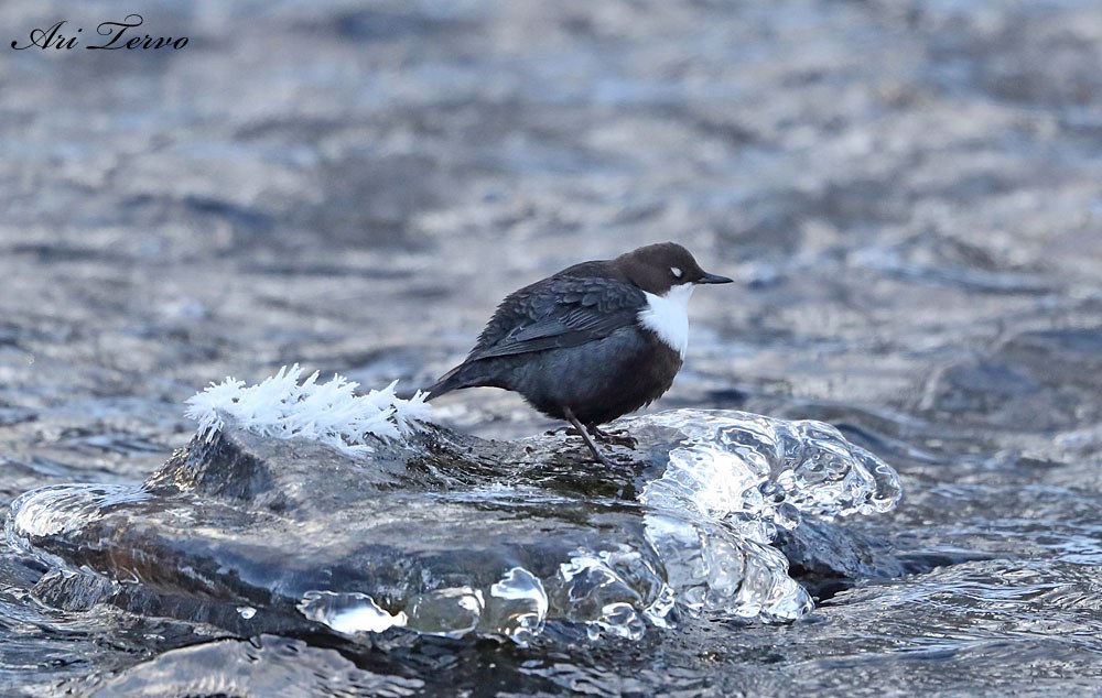 Erkaklar olomon katta dildo bilan joja sikish.